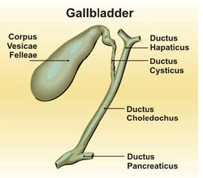 GallBladder,Gallbladder images,Gallbladder pic